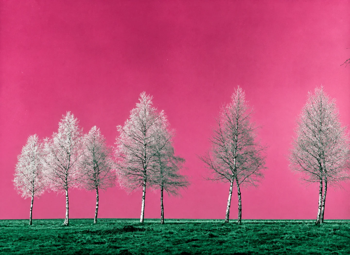 Dieselben Birken als expressive Farbkomposition: rosa Himmel, weiß leuchtende Kronen und grüner Boden.